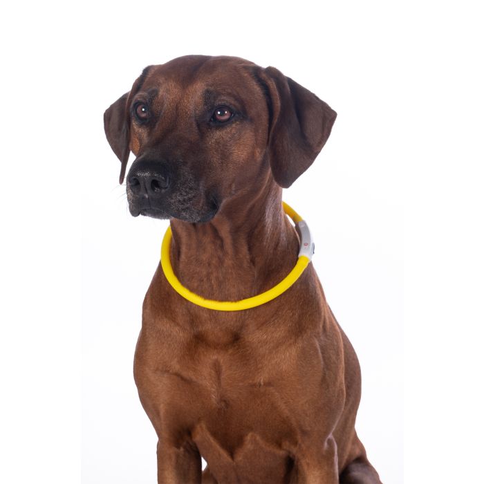 HKM Illuminated Collar For Dogs -Led- #colour_yellow
