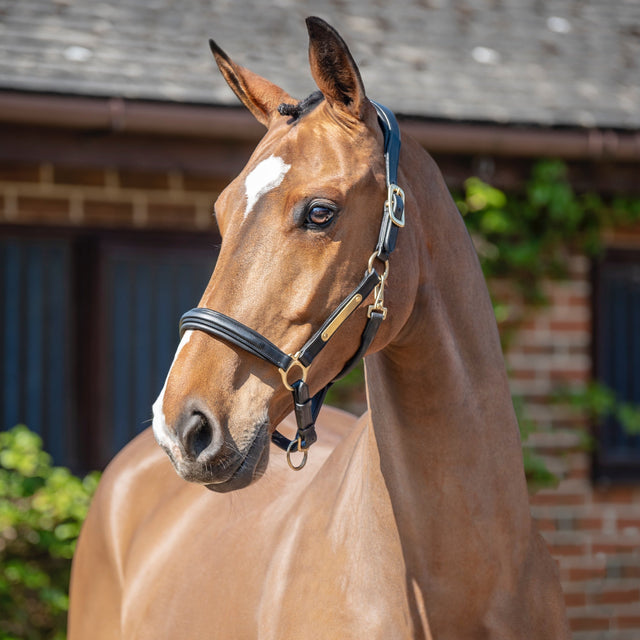 Henry James Comfort 3D Air Headcollar #colour_black