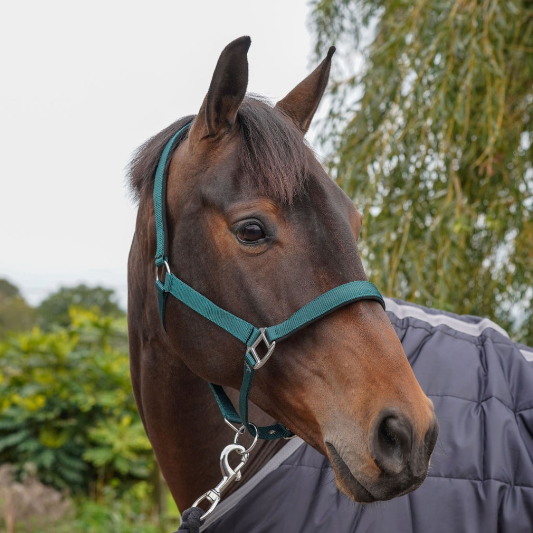 GS Equestrian Padded Head Collar #colour_bottle-green
