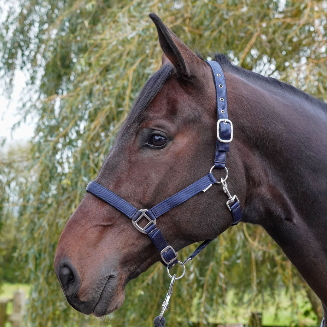 GS Equestrian Padded Head Collar #colour_navy