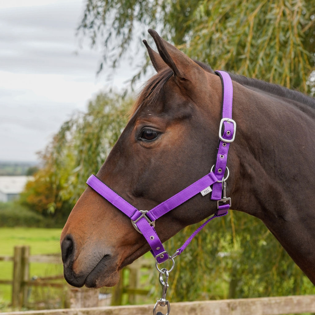 GS Equestrian Padded Head Collar #colour_purple