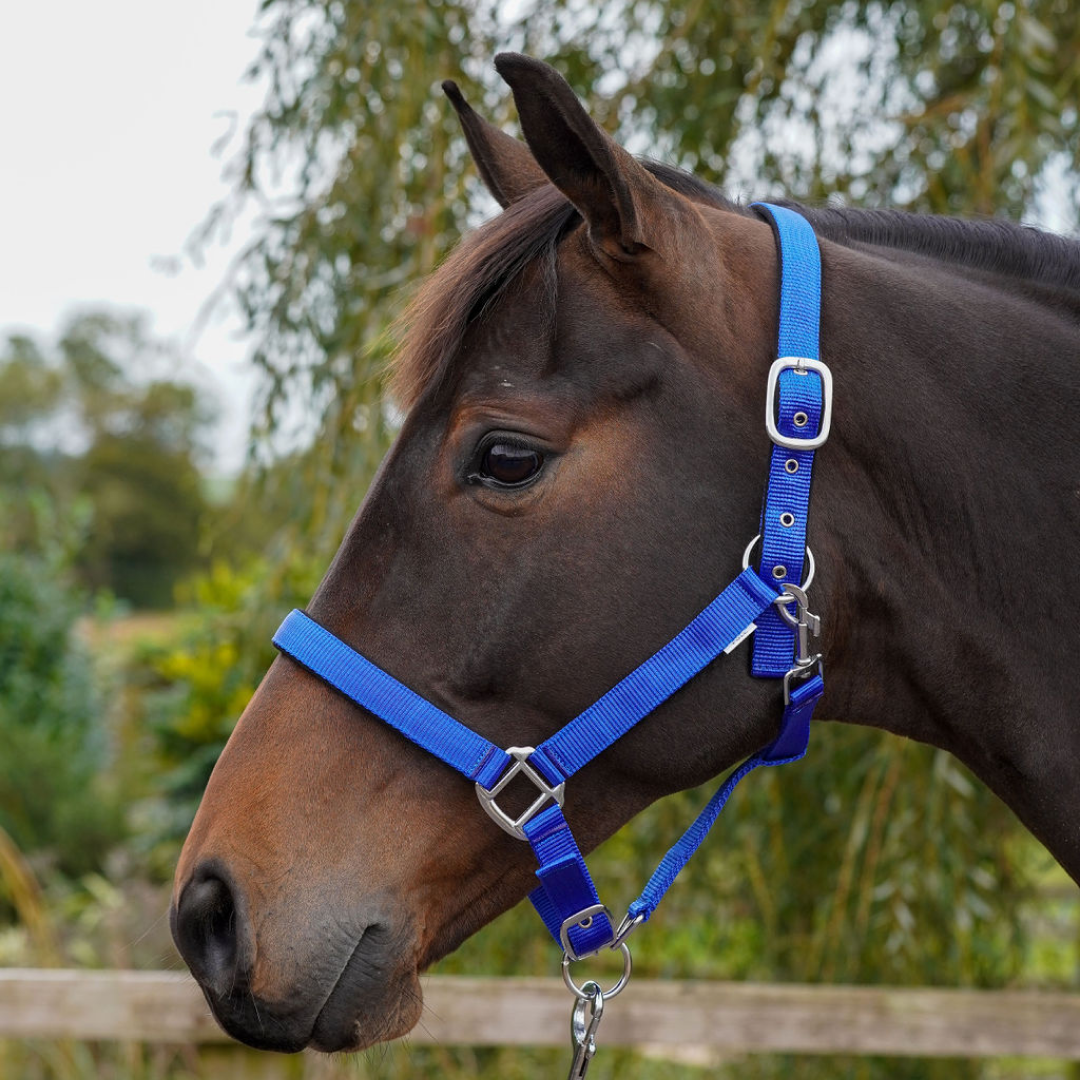 GS Equestrian Padded Head Collar #colour_royal-blue