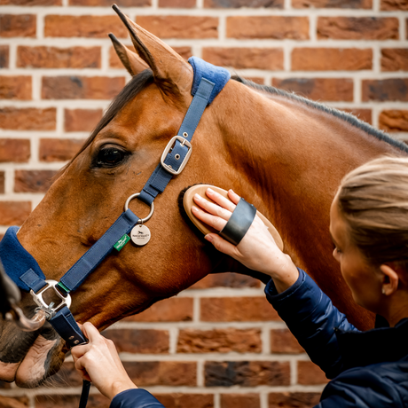 Horseware Ireland Signature Grooming Headcollar #colour_navy
