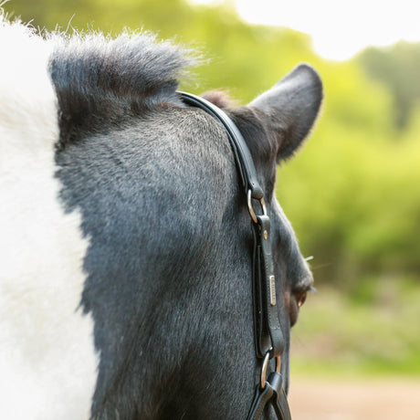 Equilibrium Stellar All-Weather Safety Headcollar #colour_black