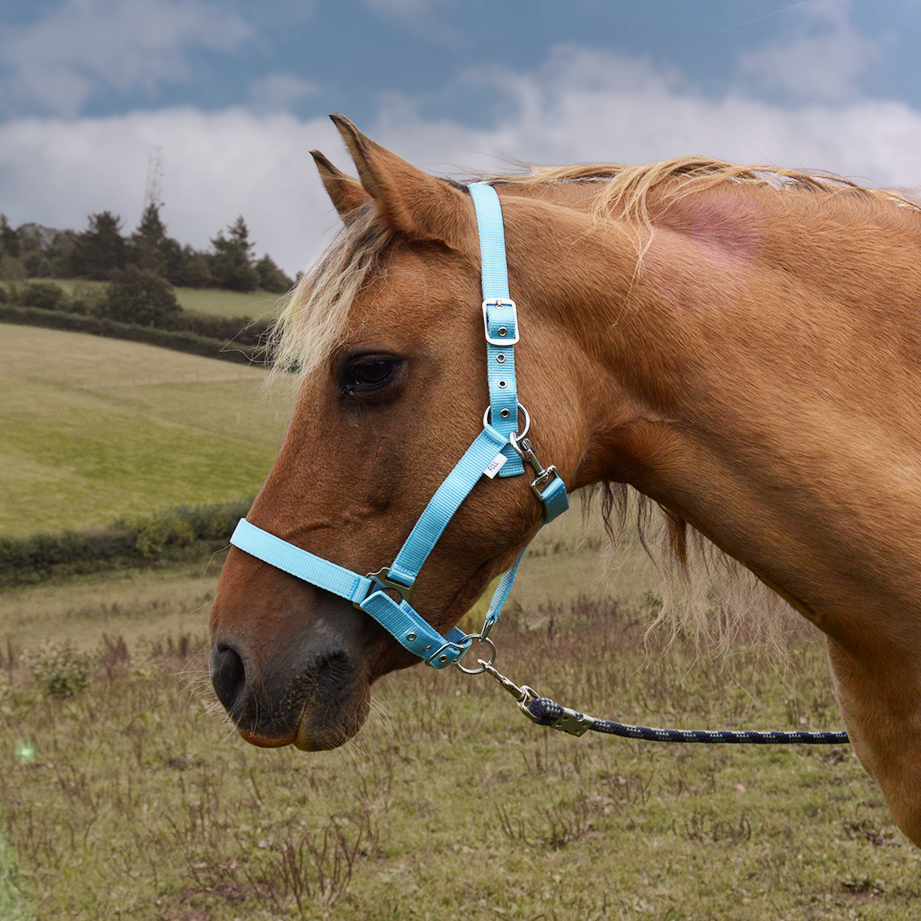GS Equestrian Padded Head Collar #colour_baby-blue