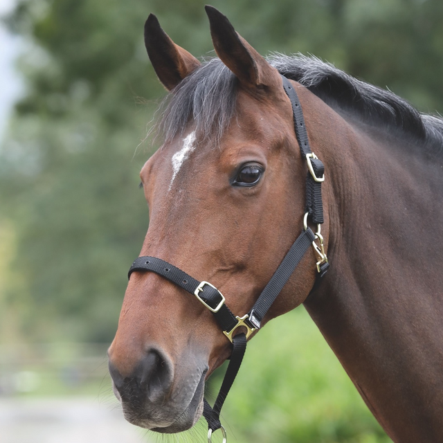 Shires Control Headcollar #colour_black