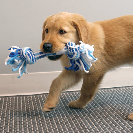 KONG Puppy Rope Stick