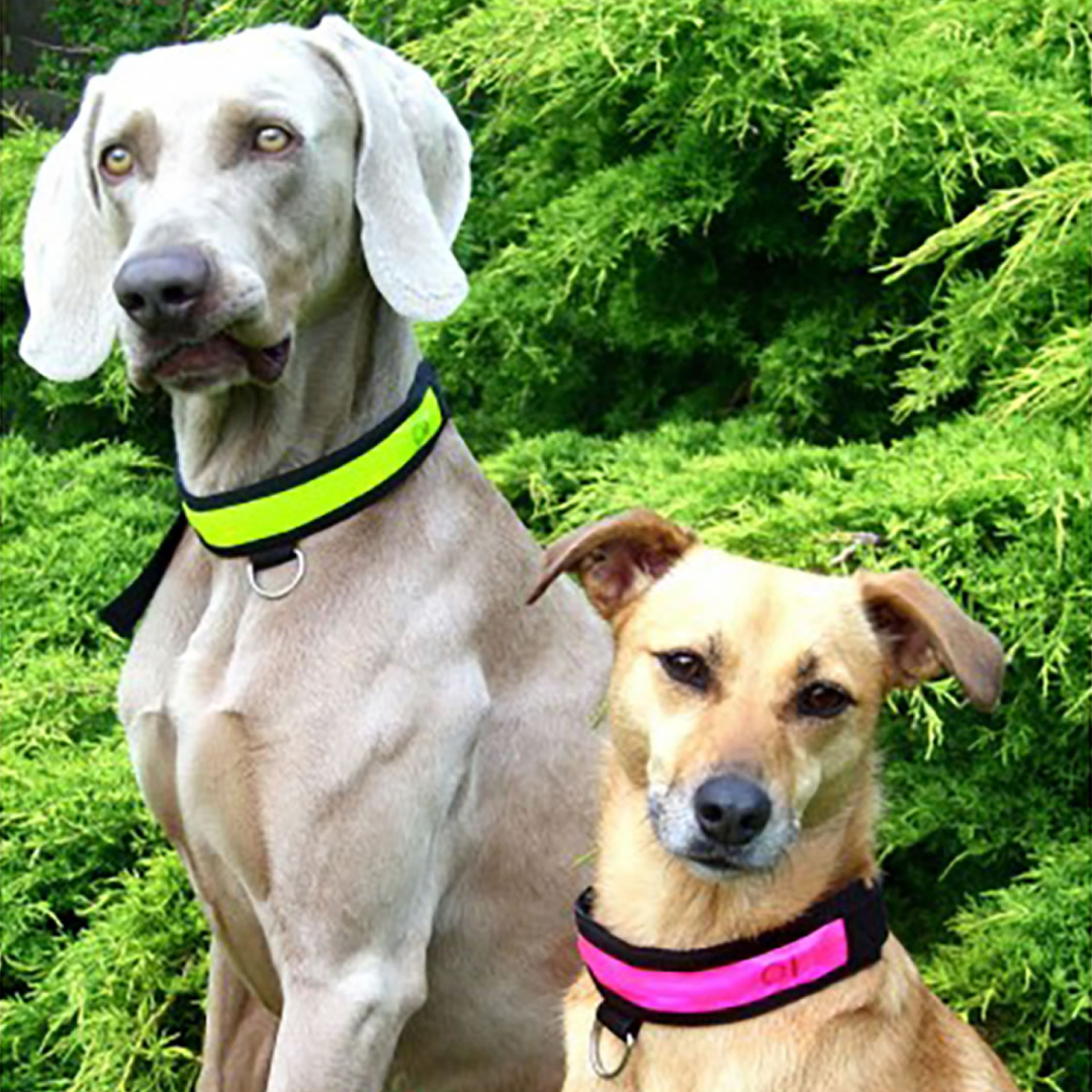 Equisafety Led Flashing Dog Collar