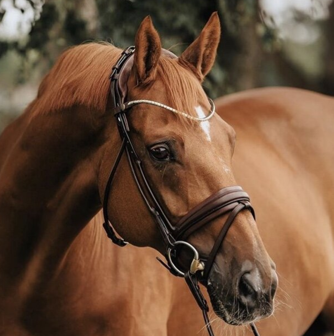 Finesse Cassidy Snaffle Bridle #colour_brown-brown-gold