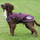 Weatherbeeta Comfitec Premier Free Parka Deluxe Dog Coat Medium #colour_maroon-grey-white