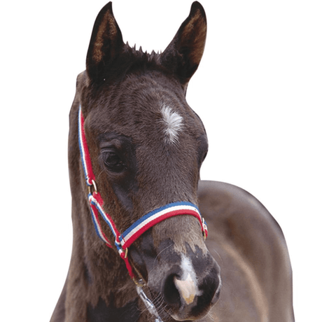Roma Foal Headcollar #colour_red-white-blue